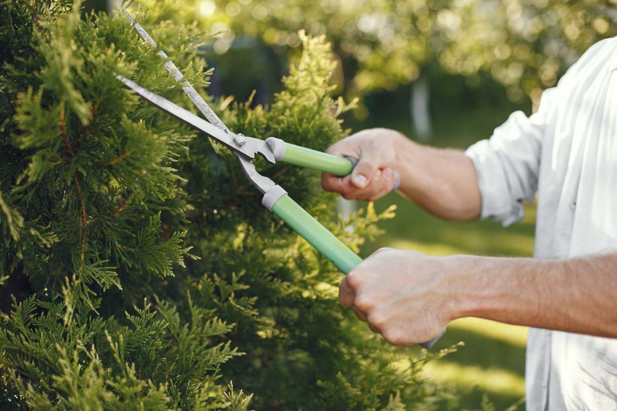 Difference Between Training and Pruning in Horticulture