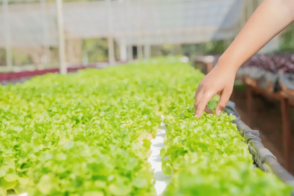 advantages of hydroponics