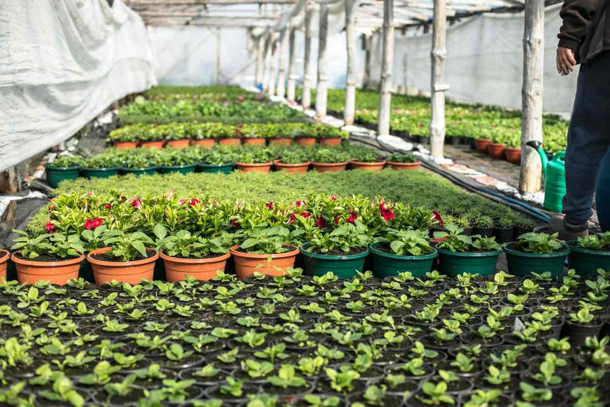 Advantages and Disadvantages of Nursery in Agriculture