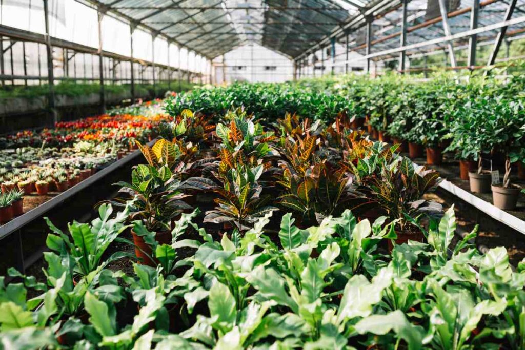 Advantages of Nursery in Agriculture