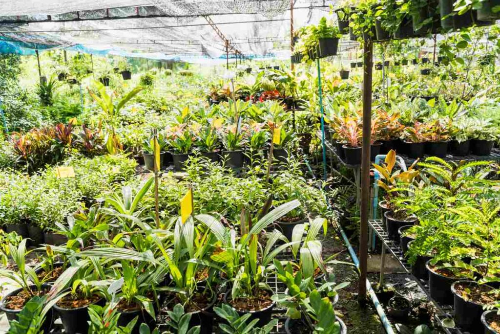Disadvantages of Nursery in Agriculture