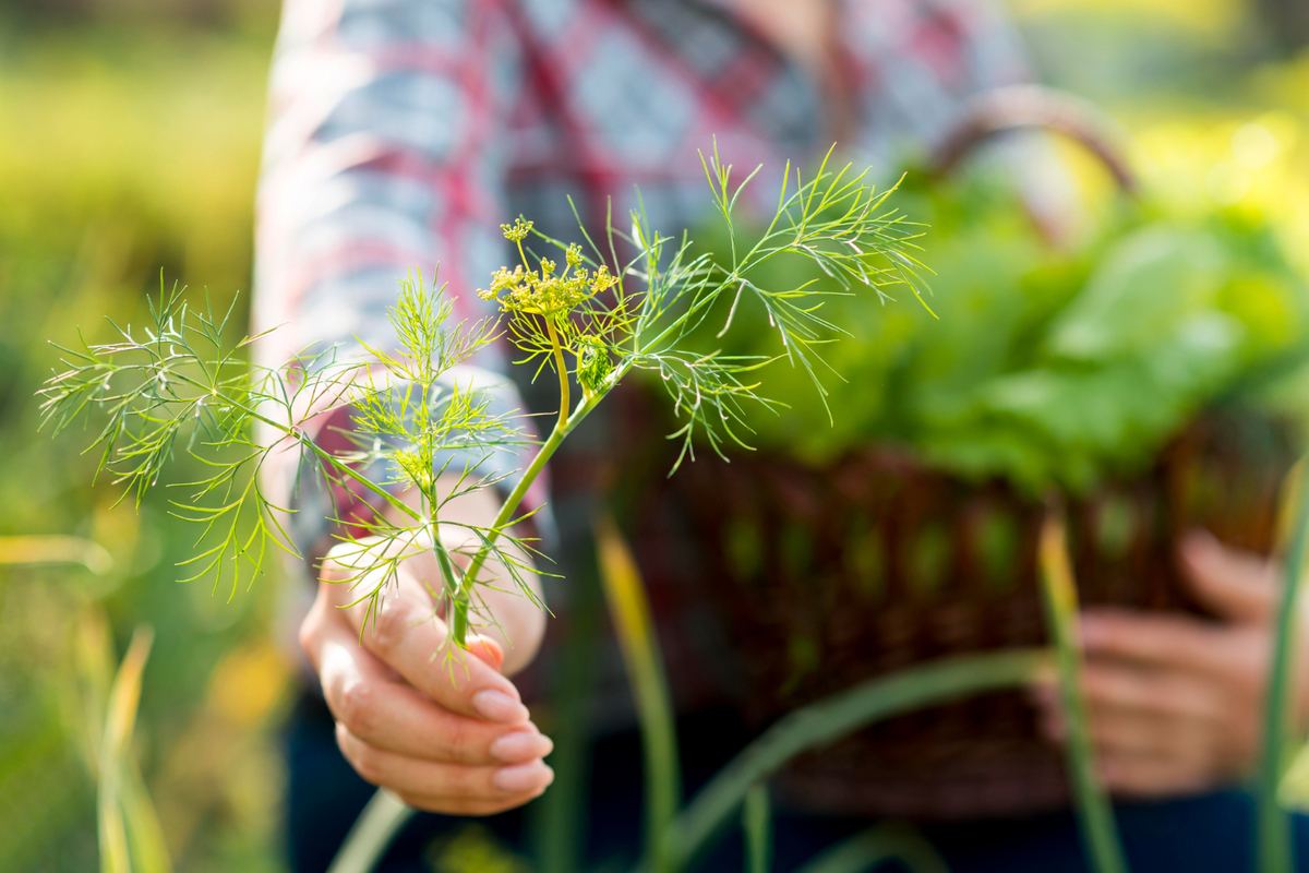 Advantages and Disadvantages of Weeds in Agriculture