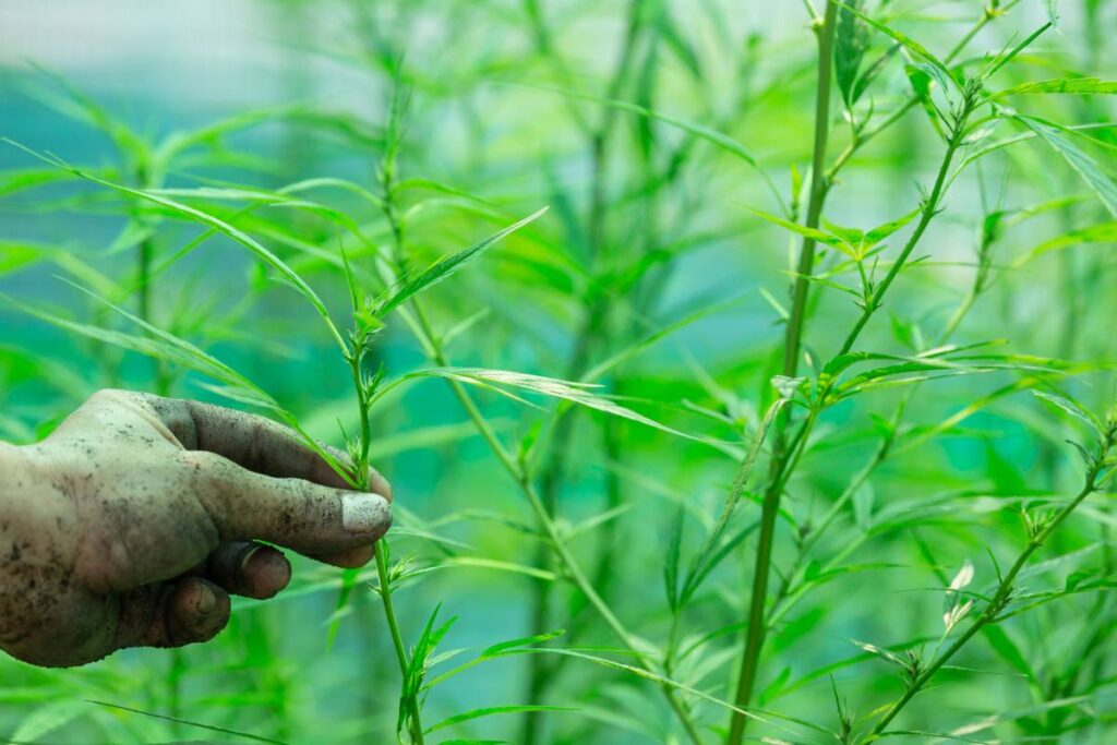 Disadvantages of Weeds in Agriculture