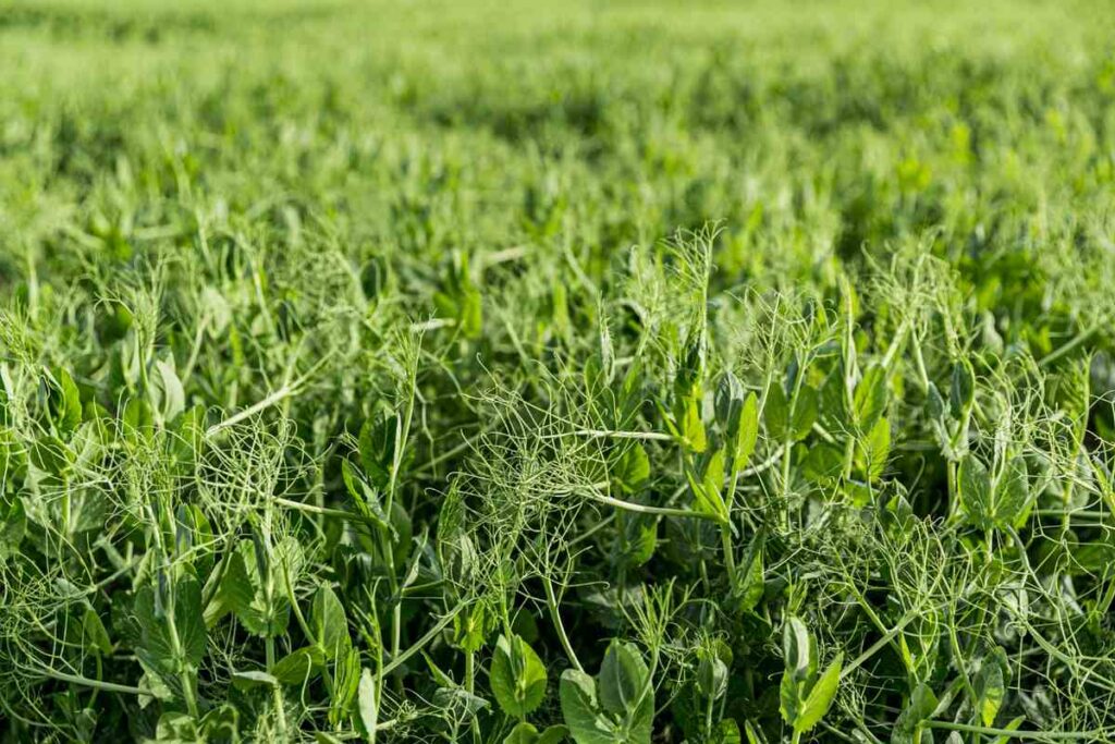 Advantages of Green Manure in Agriculture