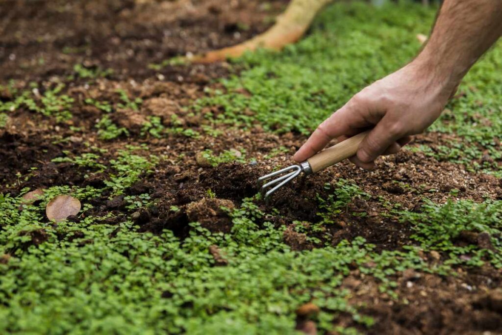 Disadvantages of Green Manure in Agriculture