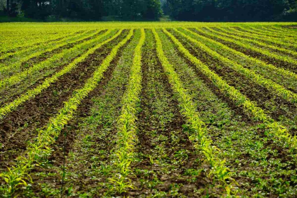 Disadvantages of Crop Rotation in Agriculture