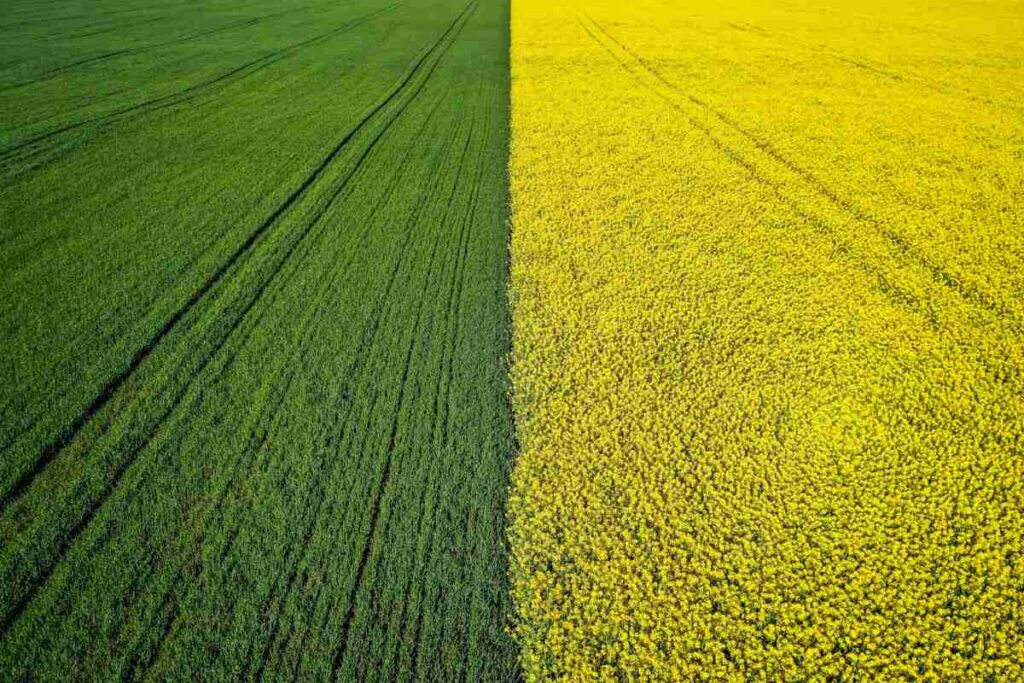 Advantages and Disadvantages of Mixed Cropping in Agriculture