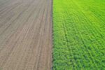 Advantages and Disadvantages of Mixed Cropping in Agriculture