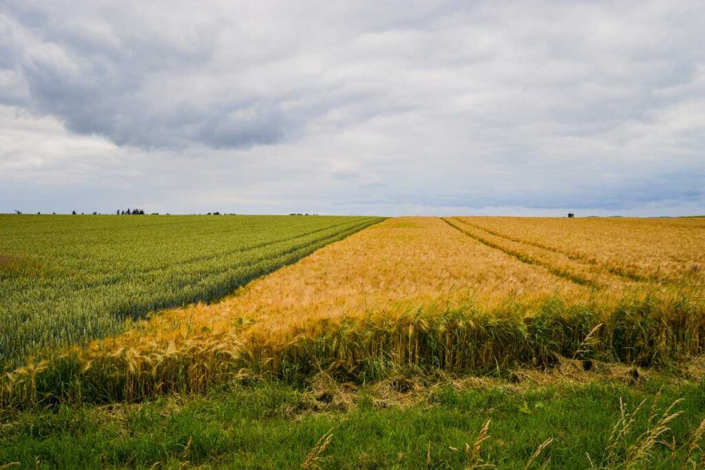 disadvantages of mixed cropping in agriculture