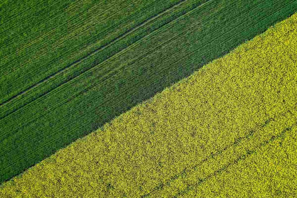 Difference Between Mixed Cropping and Intercropping