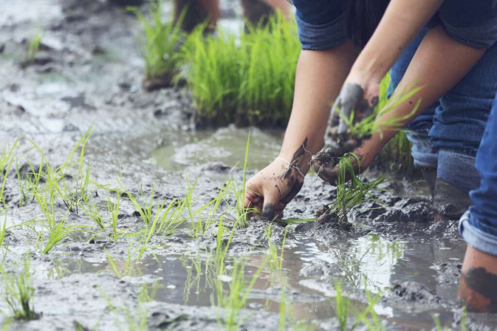 Advantages of Rainfed Agriculture