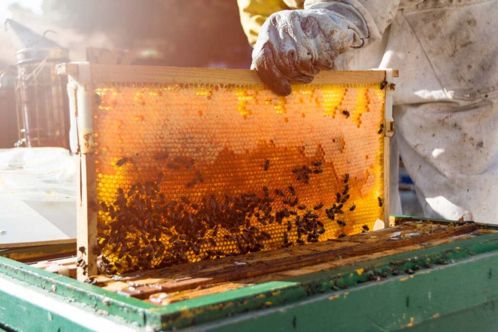 Beekeeping