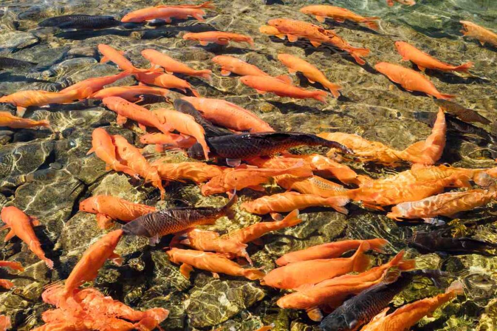 Fish Farming