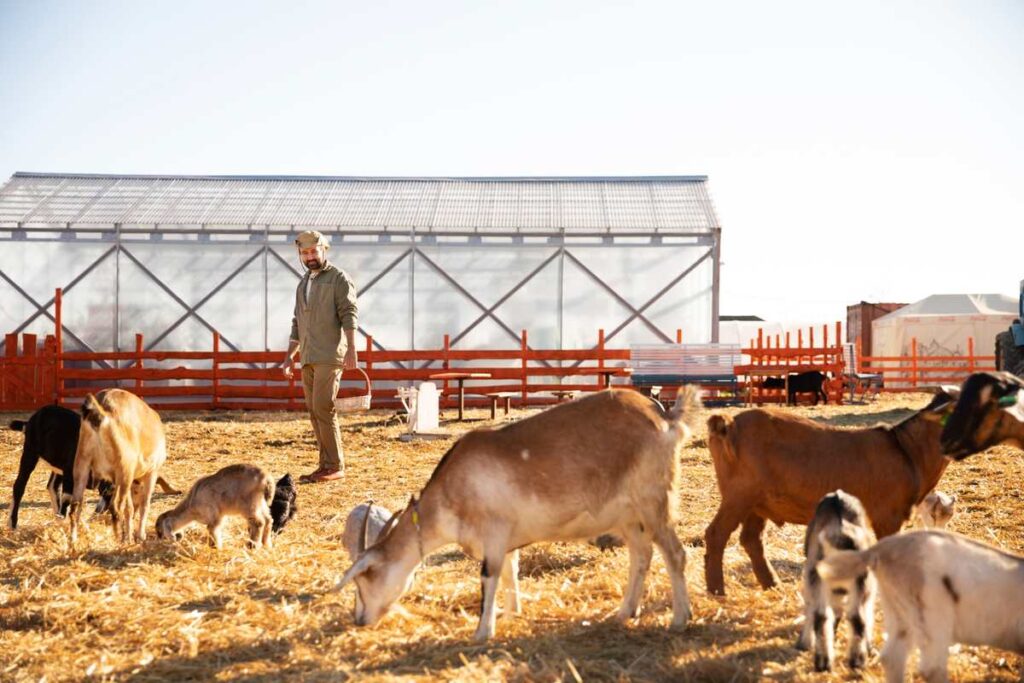 Goat Farming