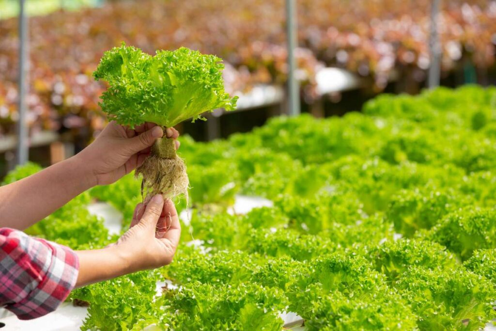 Hydroponic Farming
