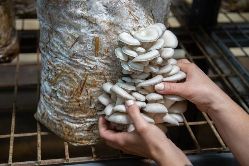 Mushroom Farming