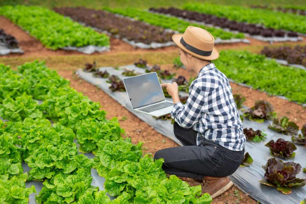 Organic Vegetable Farming
