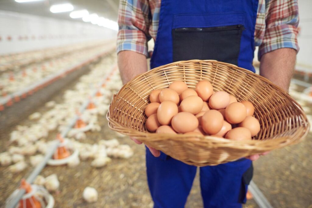 Poultry Farming