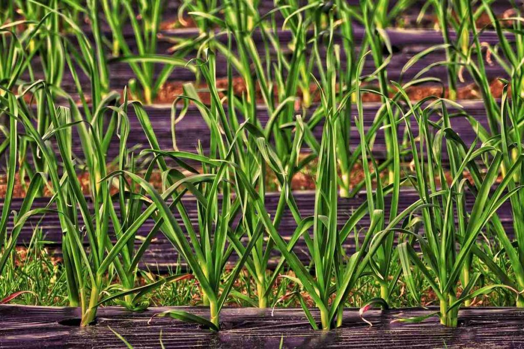 Advantages of Mulching in Agriculture