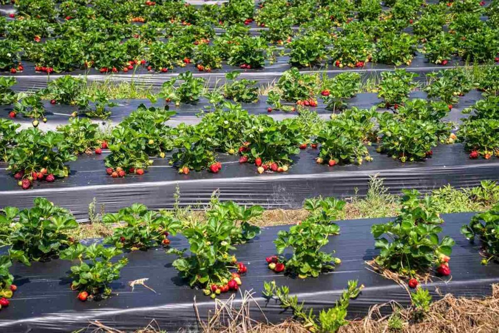 Disadvantages of Mulching in Agriculture