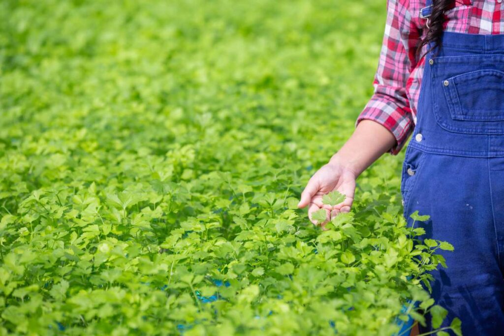 Zero Tillage Advantages
