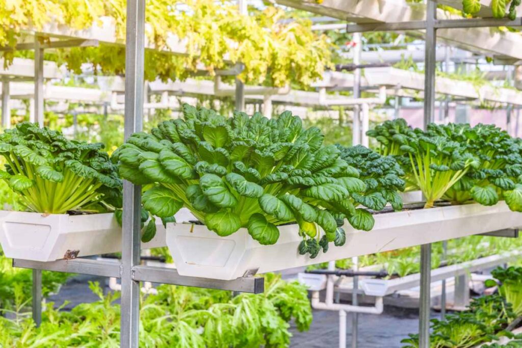 Advantages of Hydroponic Farming