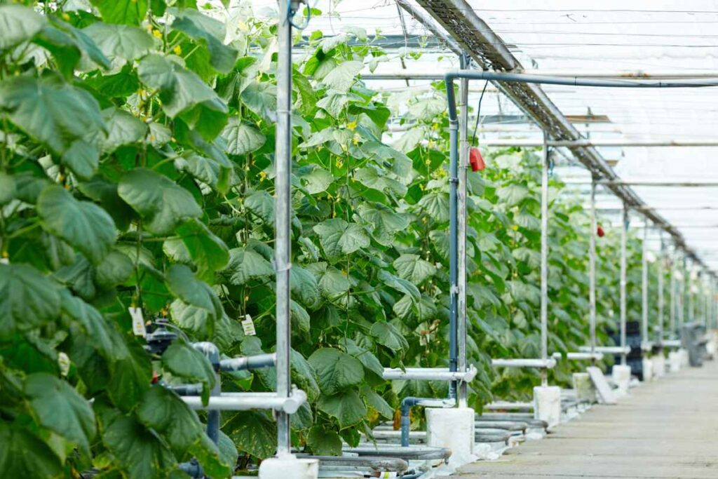 Disadvantages of Hydroponic Farming