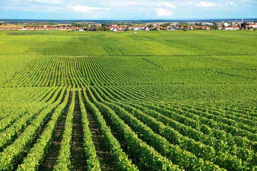 Advantages of Monoculture in Agriculture