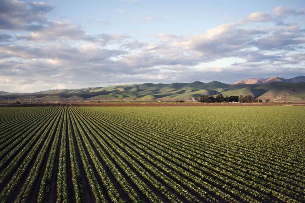 Disadvantages of Monoculture in Agriculture