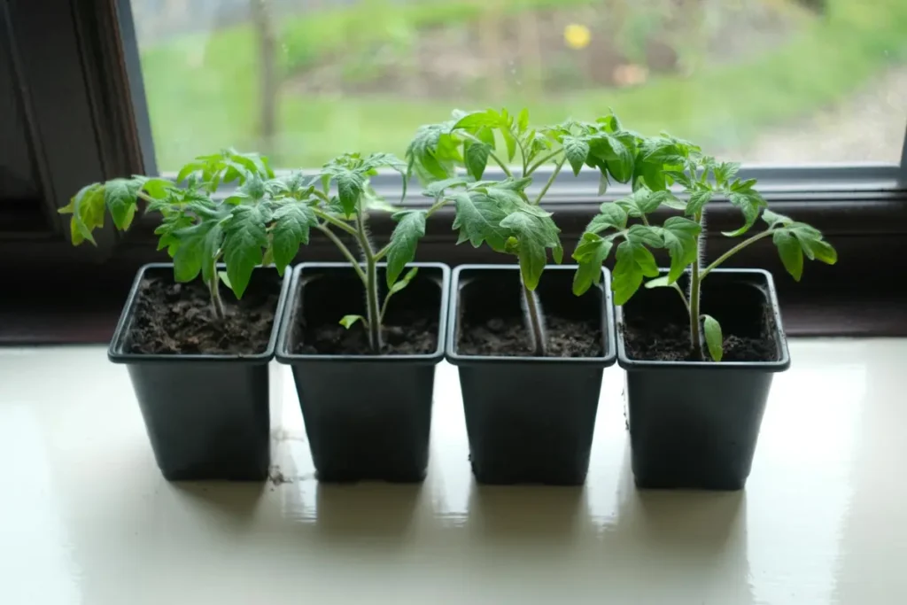 Growing Vegetables in Pots