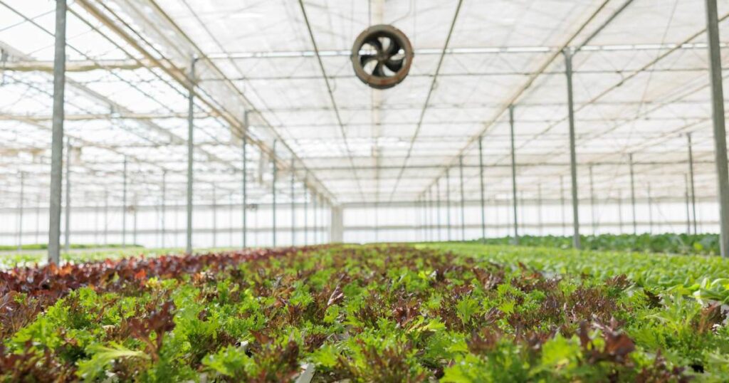 Hydroponic Farming business