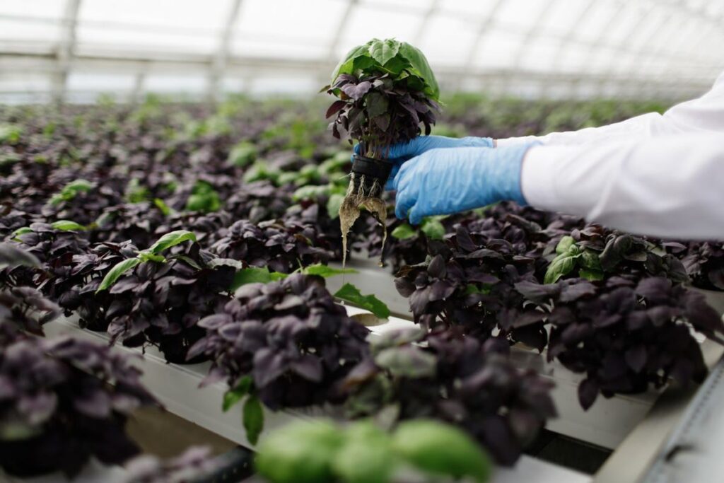 Hydroponics image