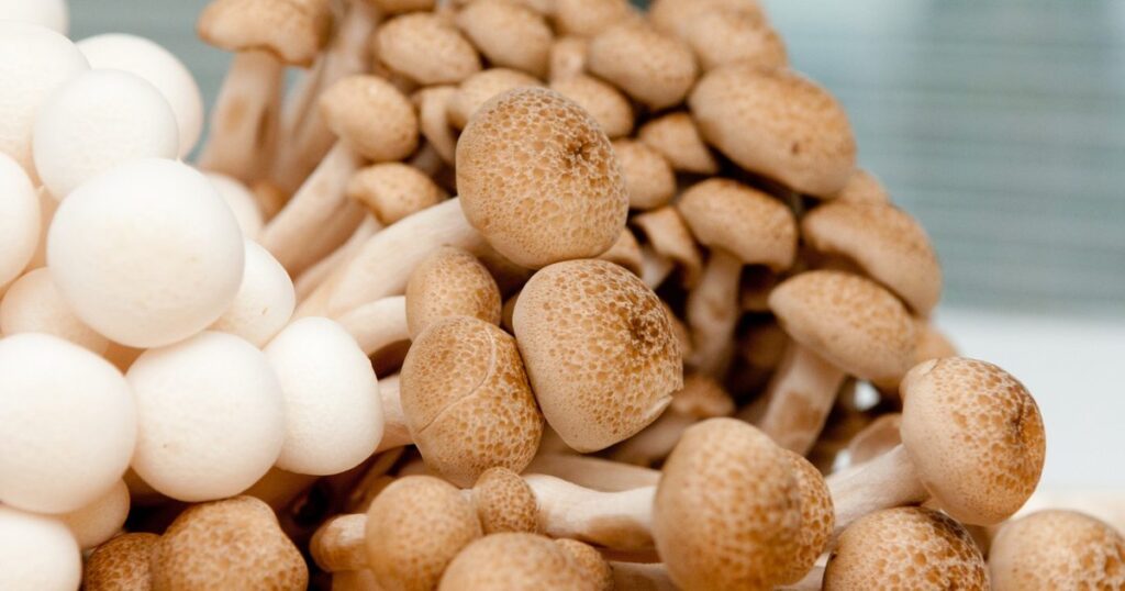 Mushroom Farming business