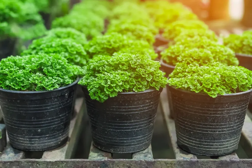 Planting Vegetables in Pots
