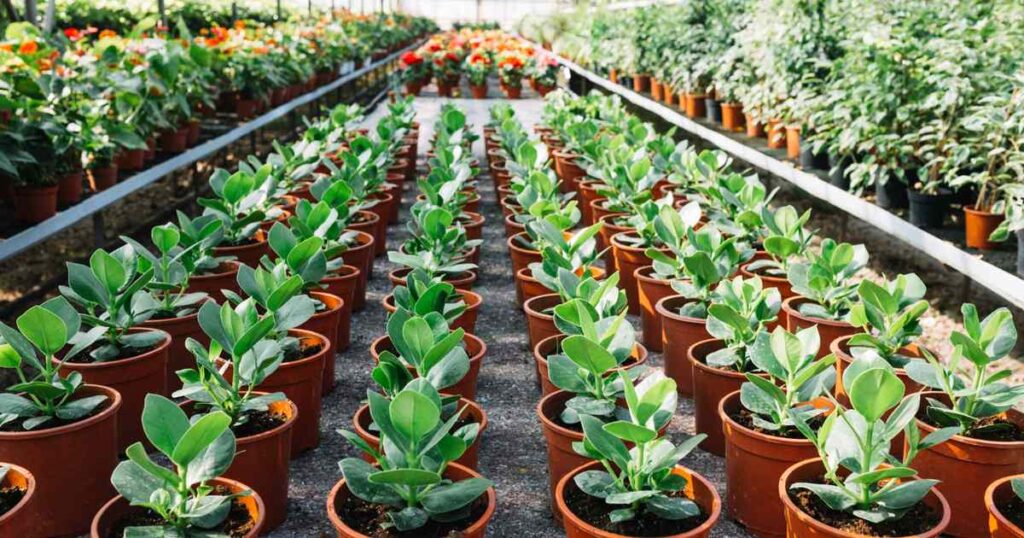 Seedling and Nursery Business