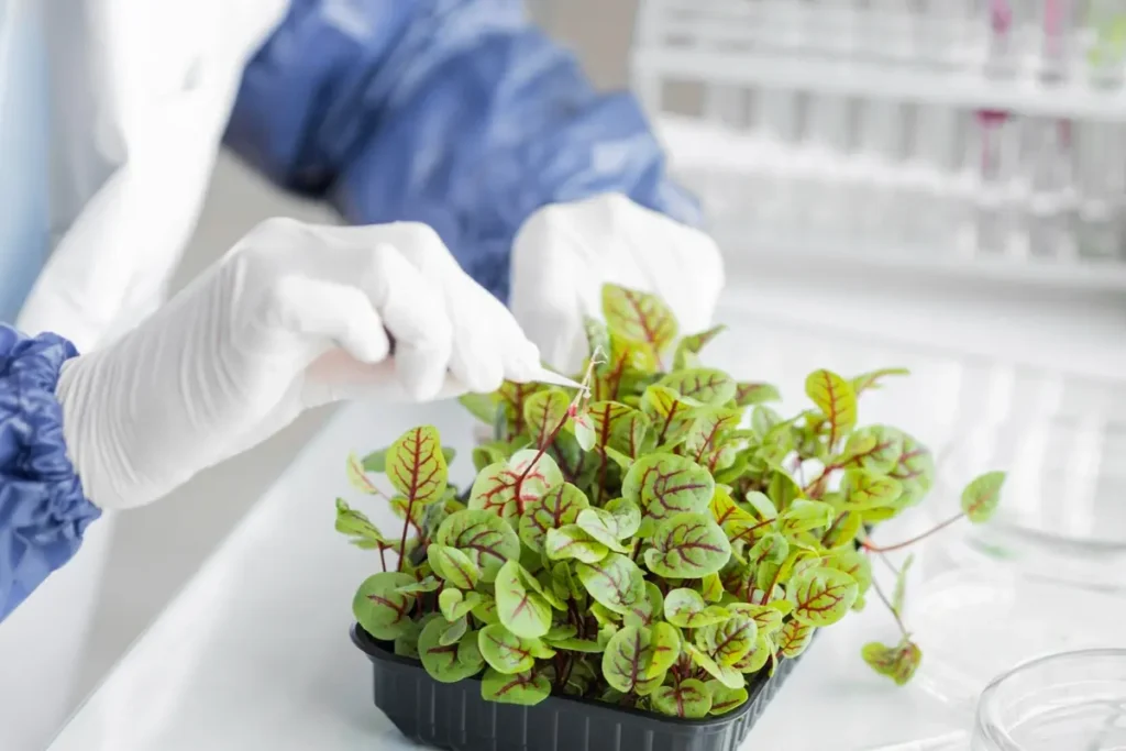 Genetically Modified Crops Advantages