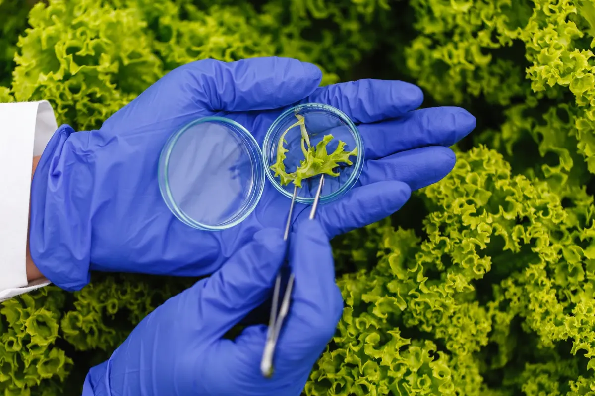 Genetically Modified Crops Advantages and Disadvantages