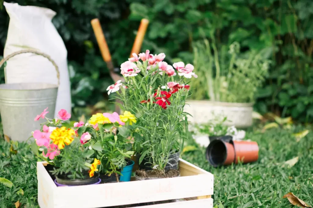 How to Start a Home Garden for Beginners