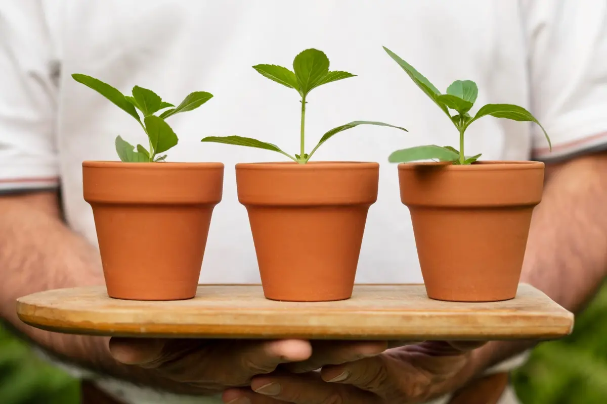 Micronutrients in Plants and Their Functions
