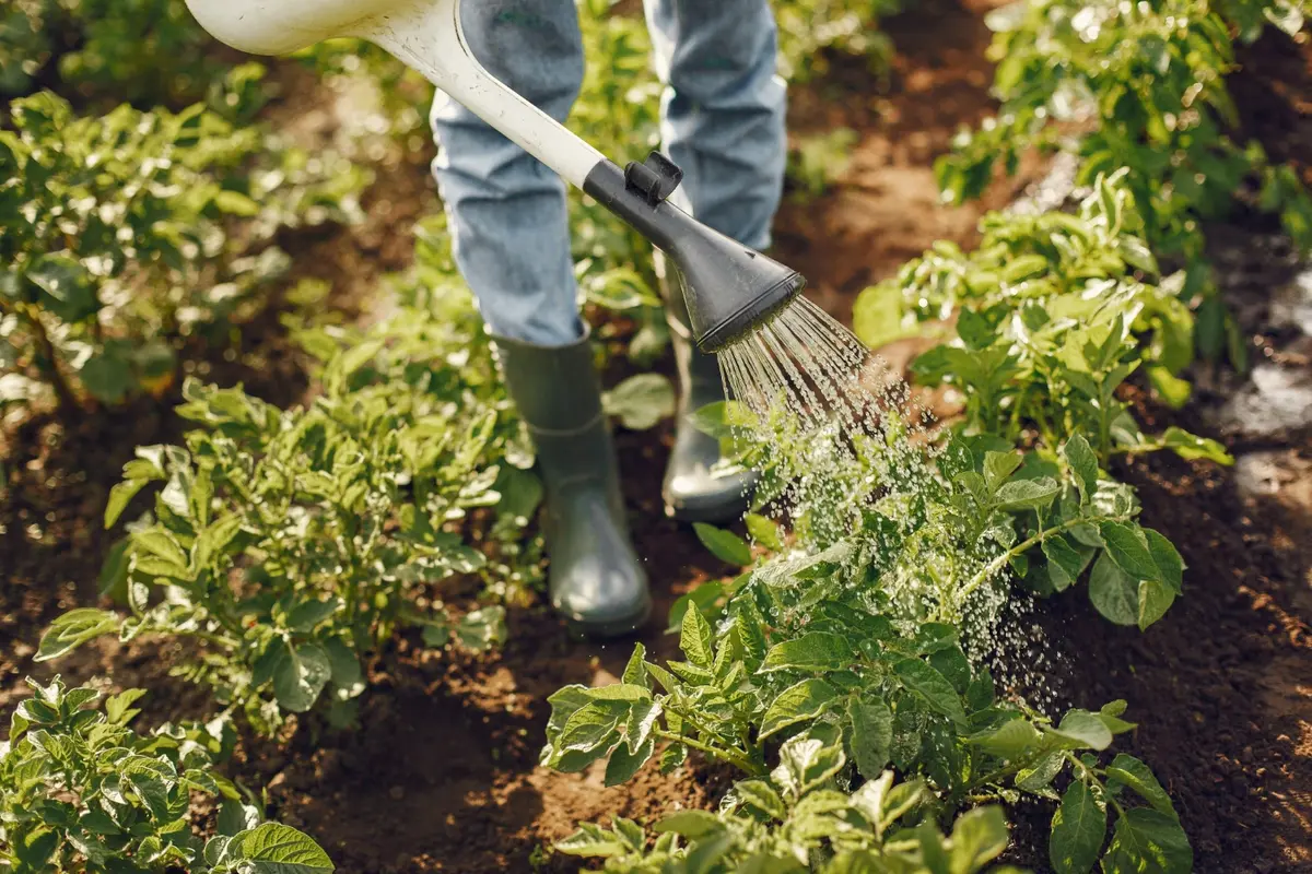 10 Profitable Crops to Grow with Low Investment