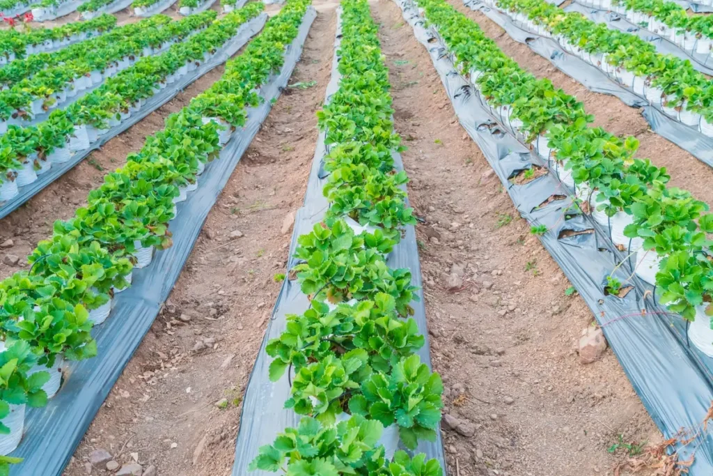 Profitable Crops to Grow
